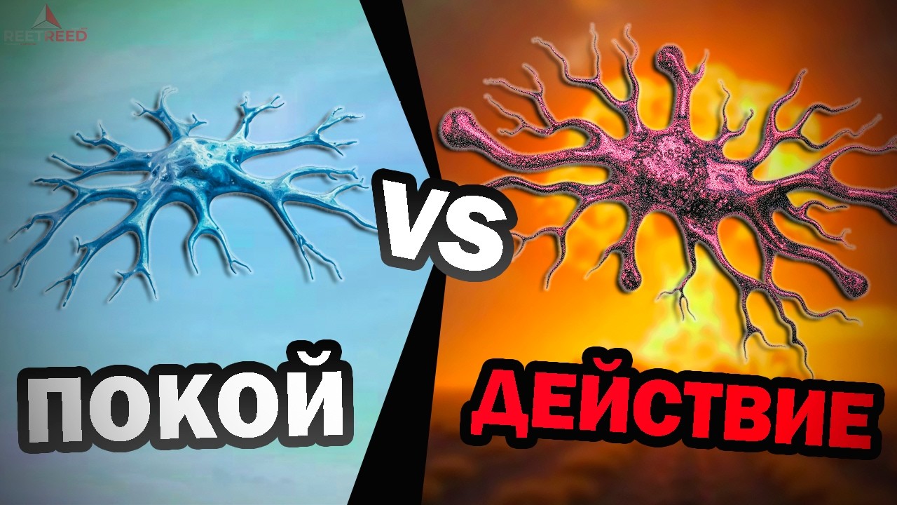 Как нейроны стреляют током? Научный детектив про наш мозг