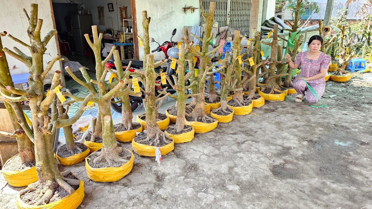 Phương Ngân 📲 0346084278 mai vàng vườn hoành to giá rẻ 29/1 Chợ Gạo (@MaivàngQuêdừa)
