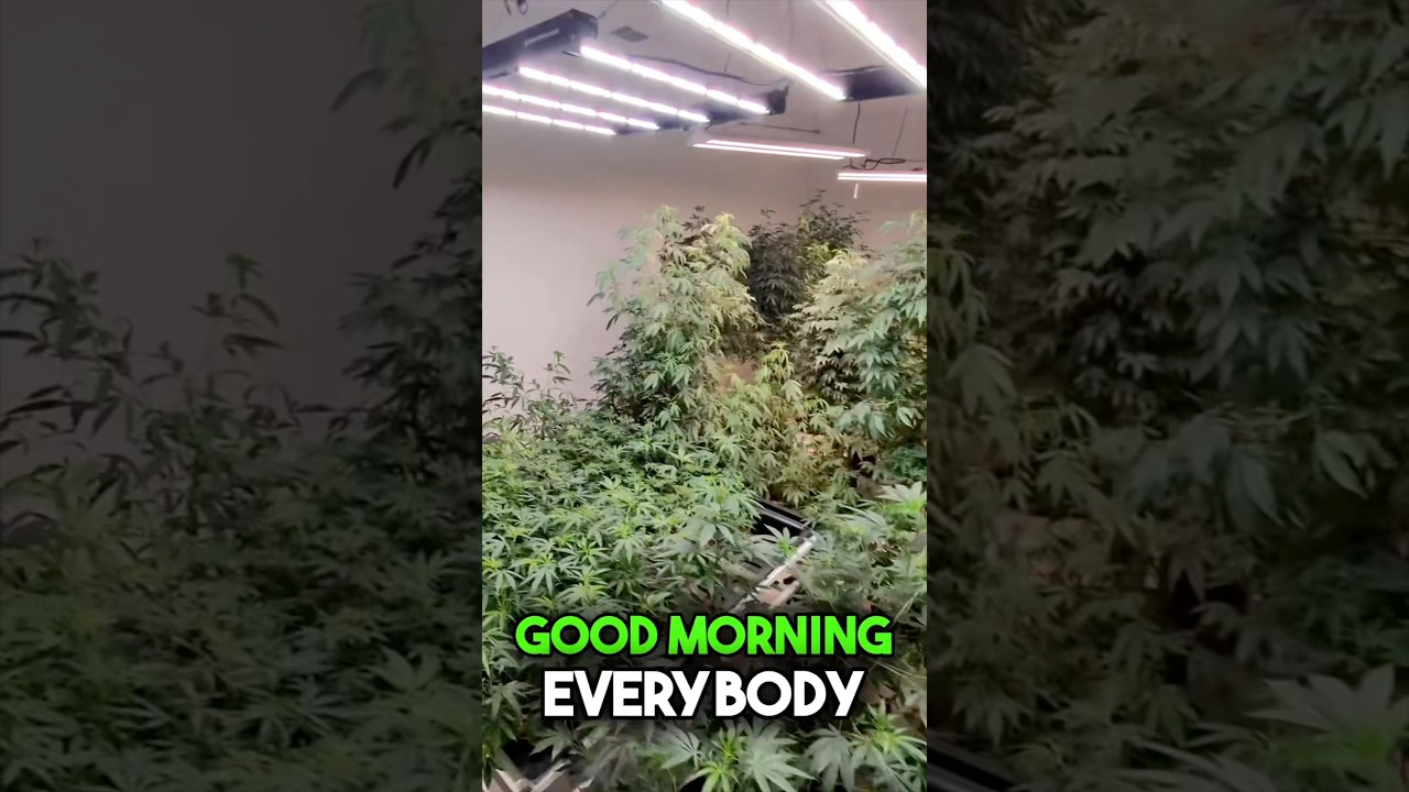 Mother Room Update: Clones, Greenhouse, and CBD Growth #420 #gardeningtips #garden #viral #farming