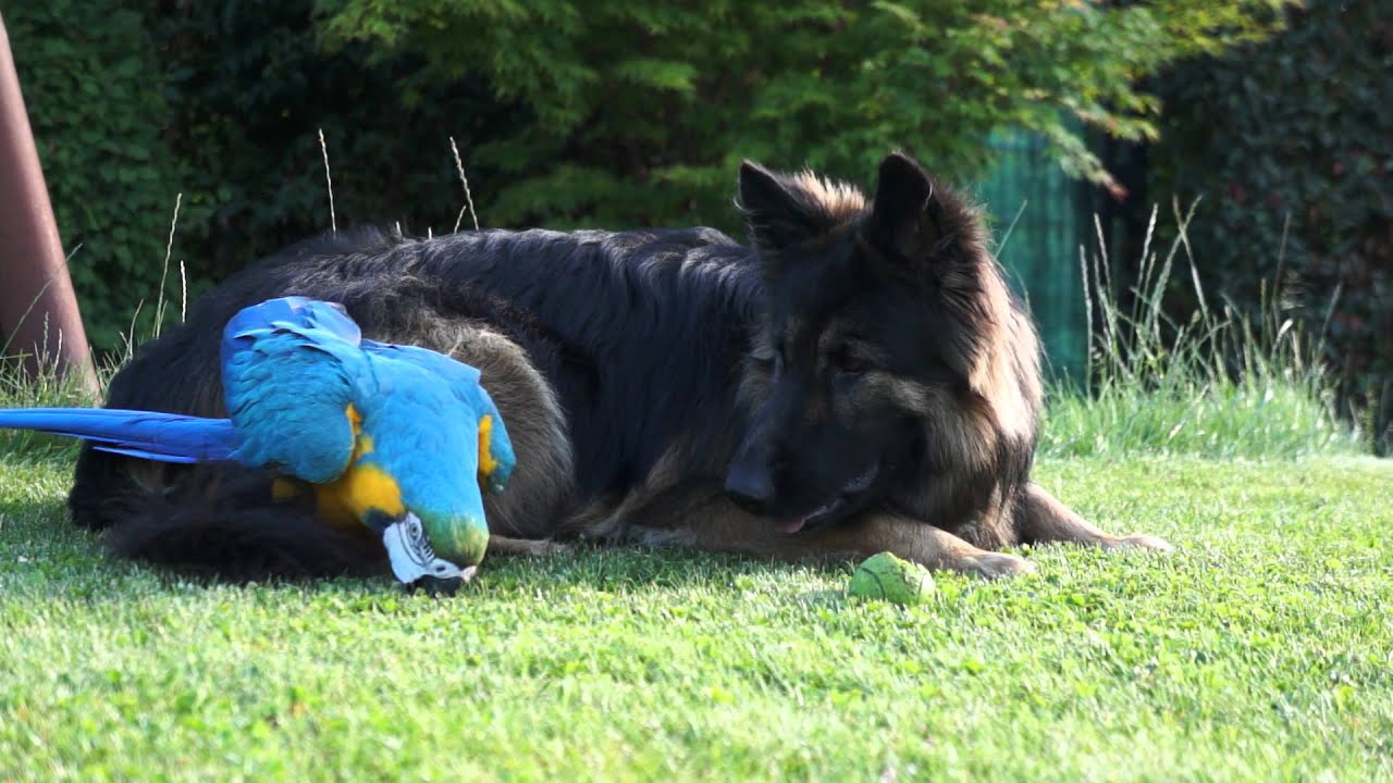 Elvis & Summer a year later playing with a ball