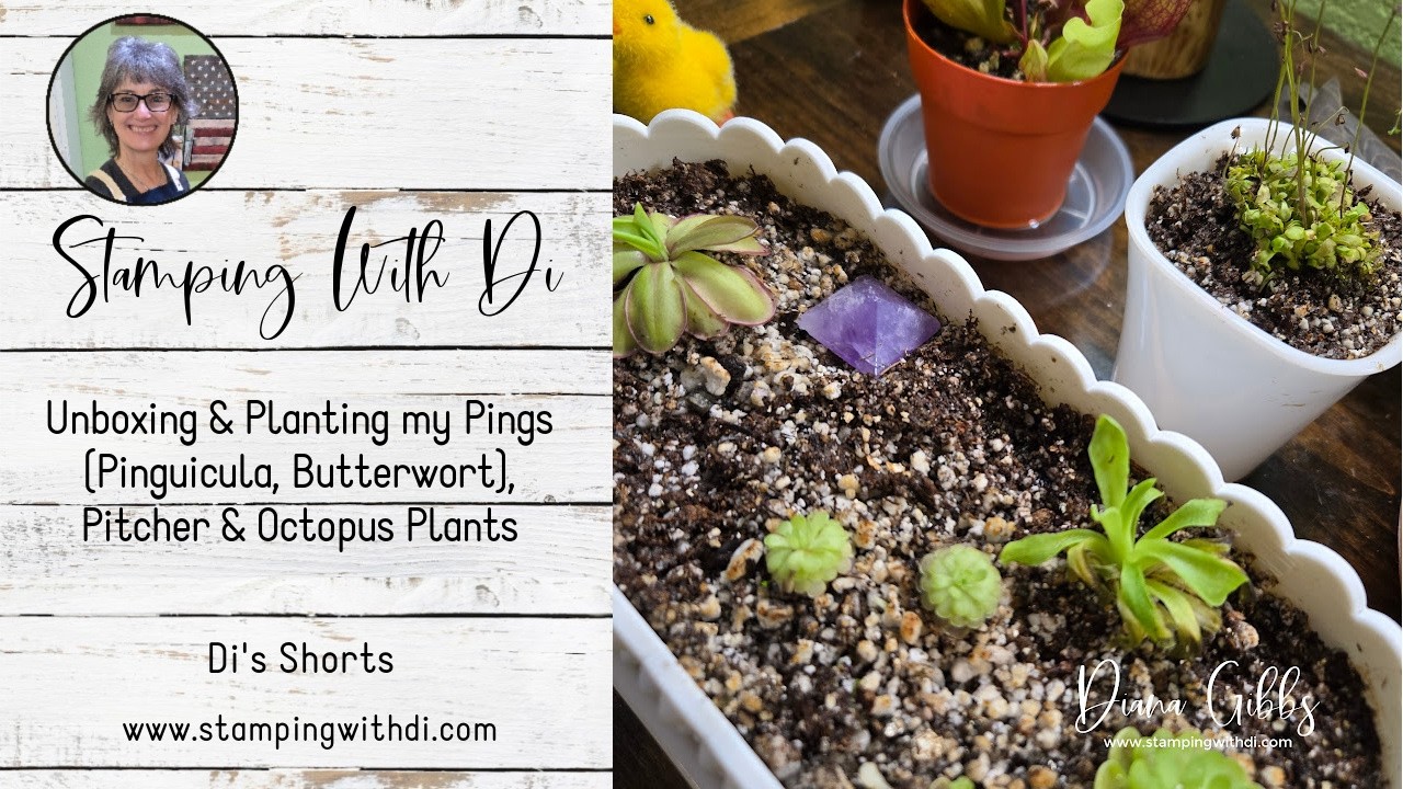 Unboxing & Planting my Pings (Pinguicula, Butterwort), Pitcher & Octopus Plants - Di's Shorts