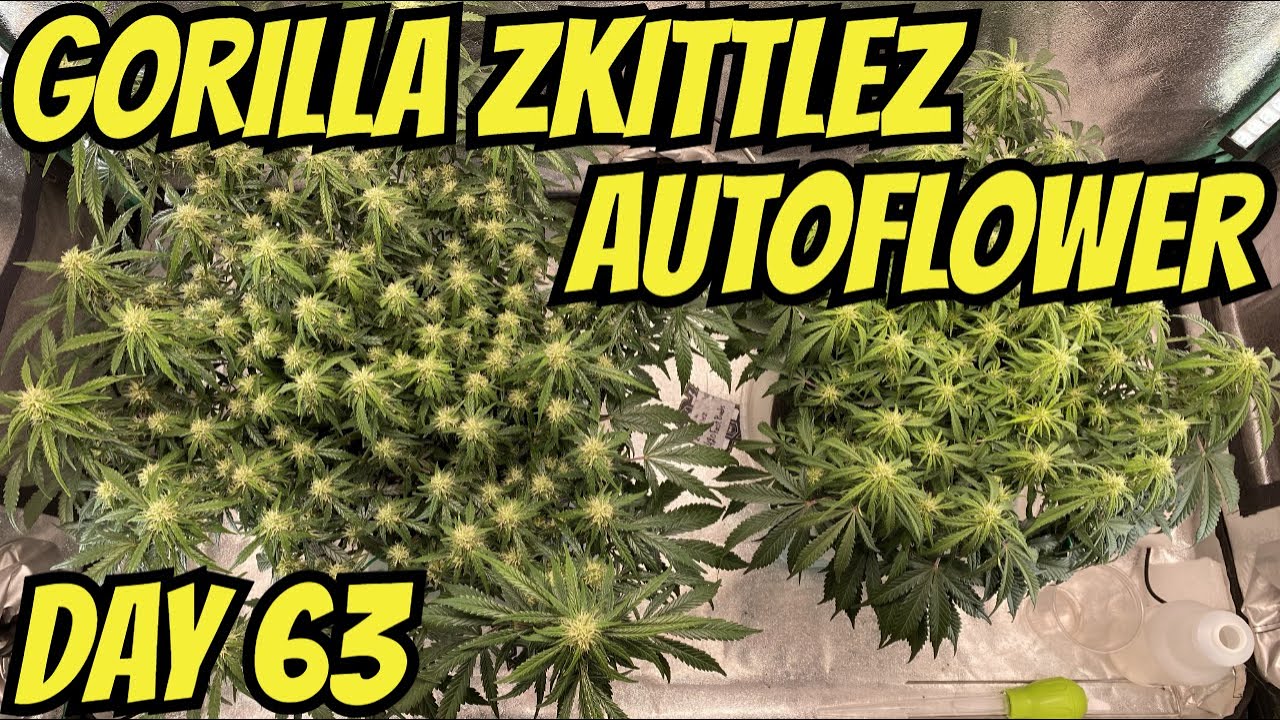 How I Grow Autoflowers: 420FastBuds Part 10: Gorilla Zkittlez