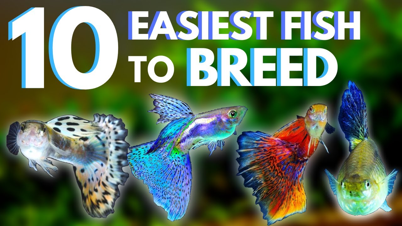 10 Easiest Fish to Breed + Care for (UPDATED)