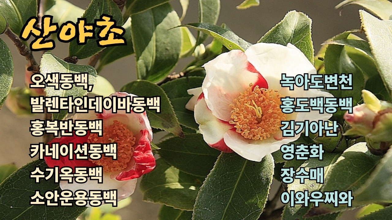 26.2.11.오색동백,발렌타인데이바동백,수기옥동백,카네이션동백,홍복반동백,겨울야생화,산야초야생화