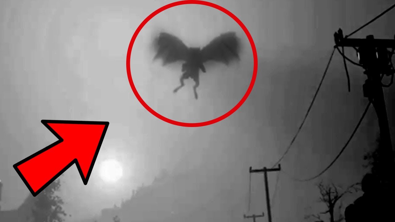 5 G&aacute;rgolas REALES Captados En C&aacute;mara Y VISTAS En La Vida REAL