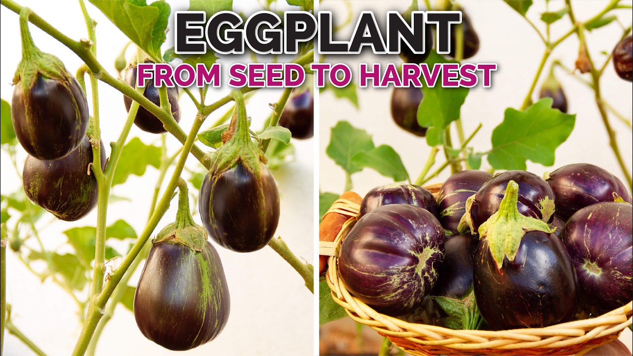 How to Grow Eggplants in Containers - Complete Seed to Harvest Guide