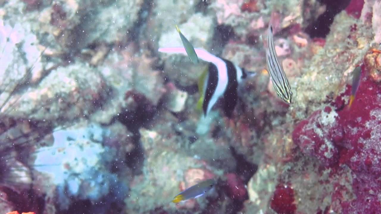 Fun Dive at Pulau Sembilan, Lumut (November 2013)