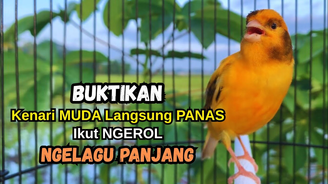 Kenari gacor NGEROL PANJANG cocok untuk PANCINGAN KENARI PAUD bikin BURUNG KENARI GACOR PANJANG