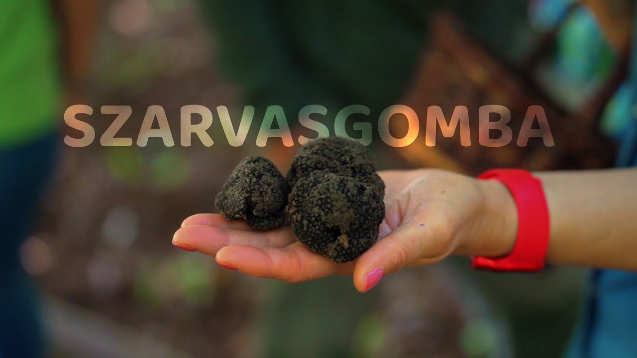 Szarvasgomba vadászat Borkával ⚫️🐶 – Titkok a föld alatt✨