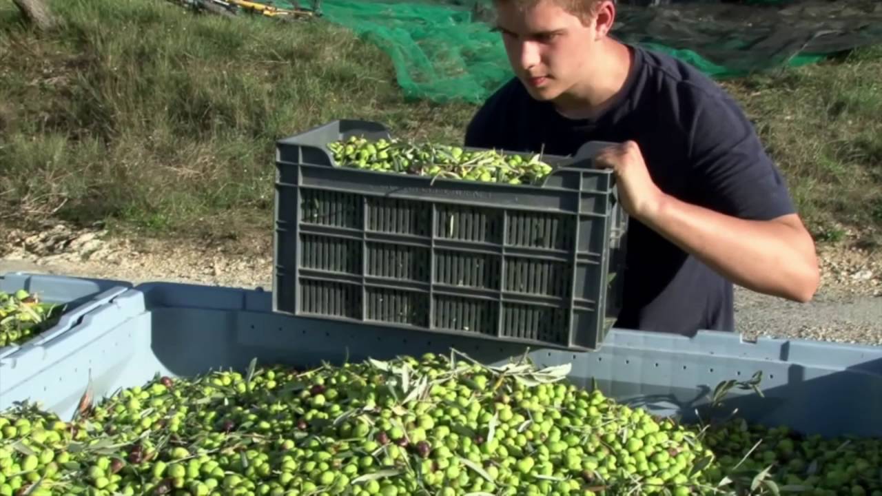Récolte des olives au Moulin Bastide du Laval à Cadenet (Luberon)