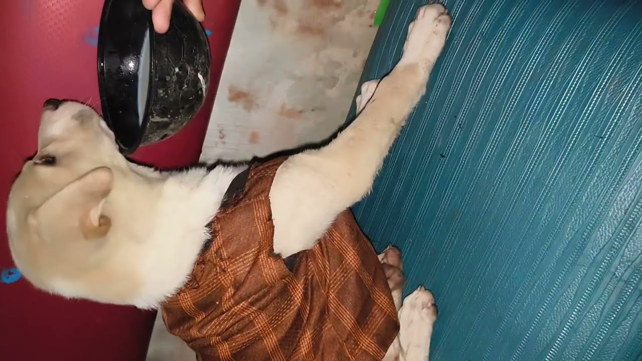 Baby puppy naraj Ho Gaye mujhse #minivlog 
