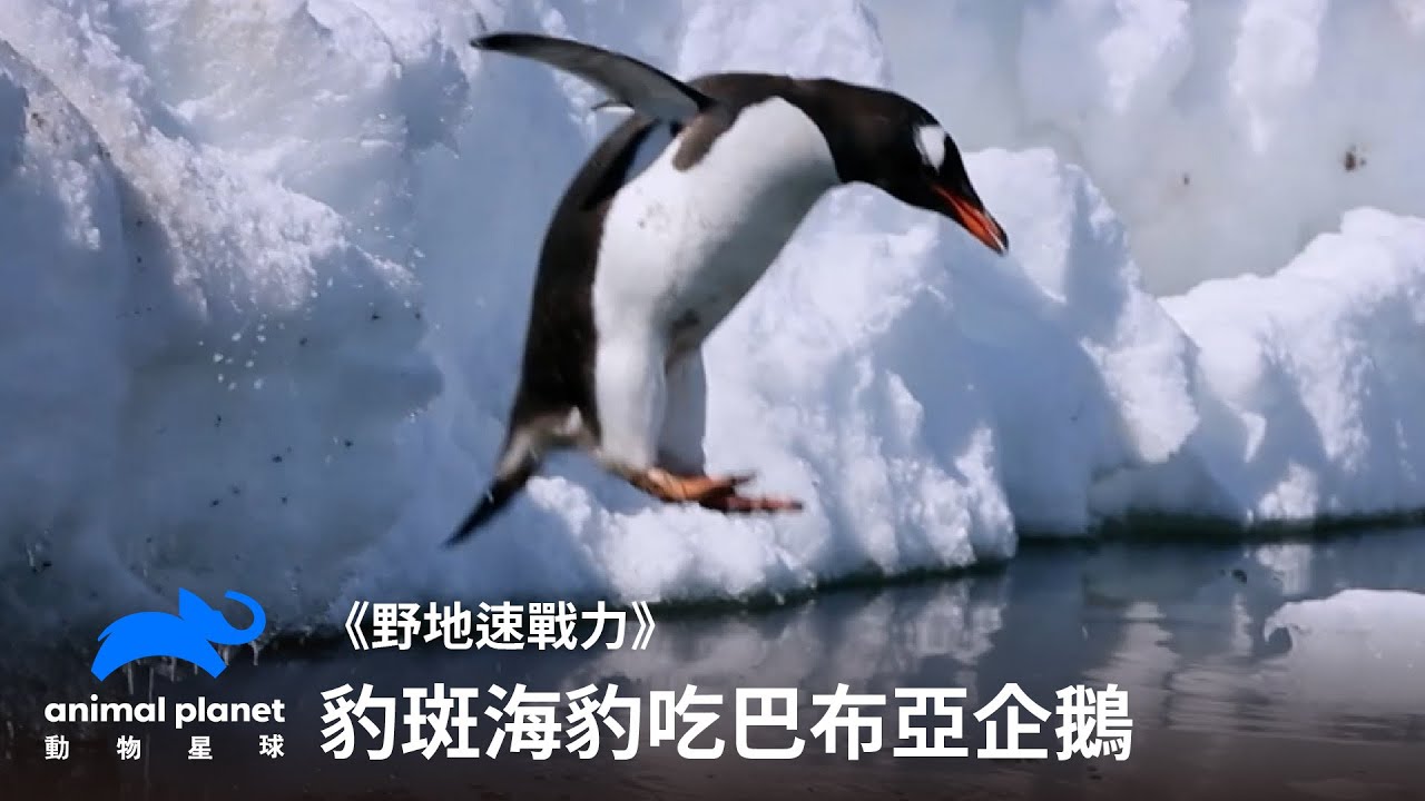 企鵝那麼可愛，怎麼可以吃企鵝？豹斑海豹獵殺巴布亞企鵝｜野地速戰力｜動物星球頻道