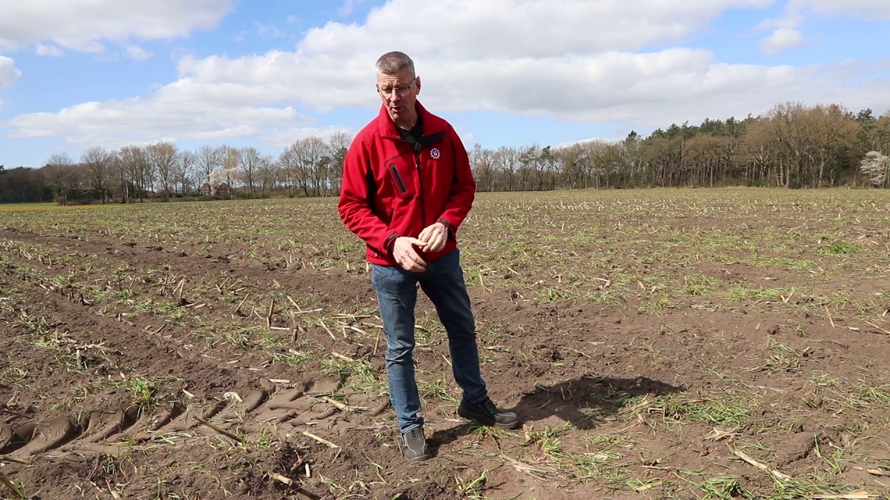 4 tips voor een optimale start van de maisteelt van ruwvoerspecialist Antoon Verhoeven | LG Seeds