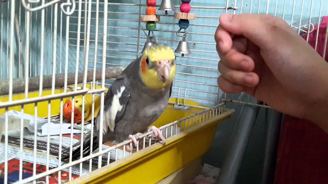 Cockatiel singing If You're Happy and You Know It + Totoro Theme Song