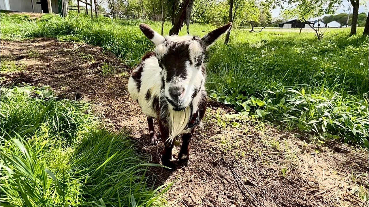 Saying Goodbye To Miss Cookie, Our Oldest & Most Beloved Goat / Friend 💕