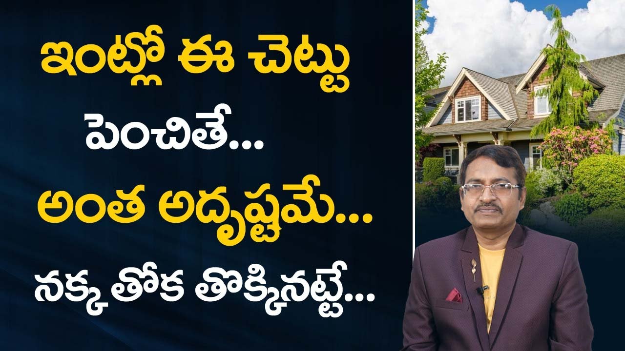 ఇంట్లో ఈ చెట్టు పెంచితే అంత అదృష్టమే...| Vastu Tips For Plants | Vastu For Trees | Money Mantra