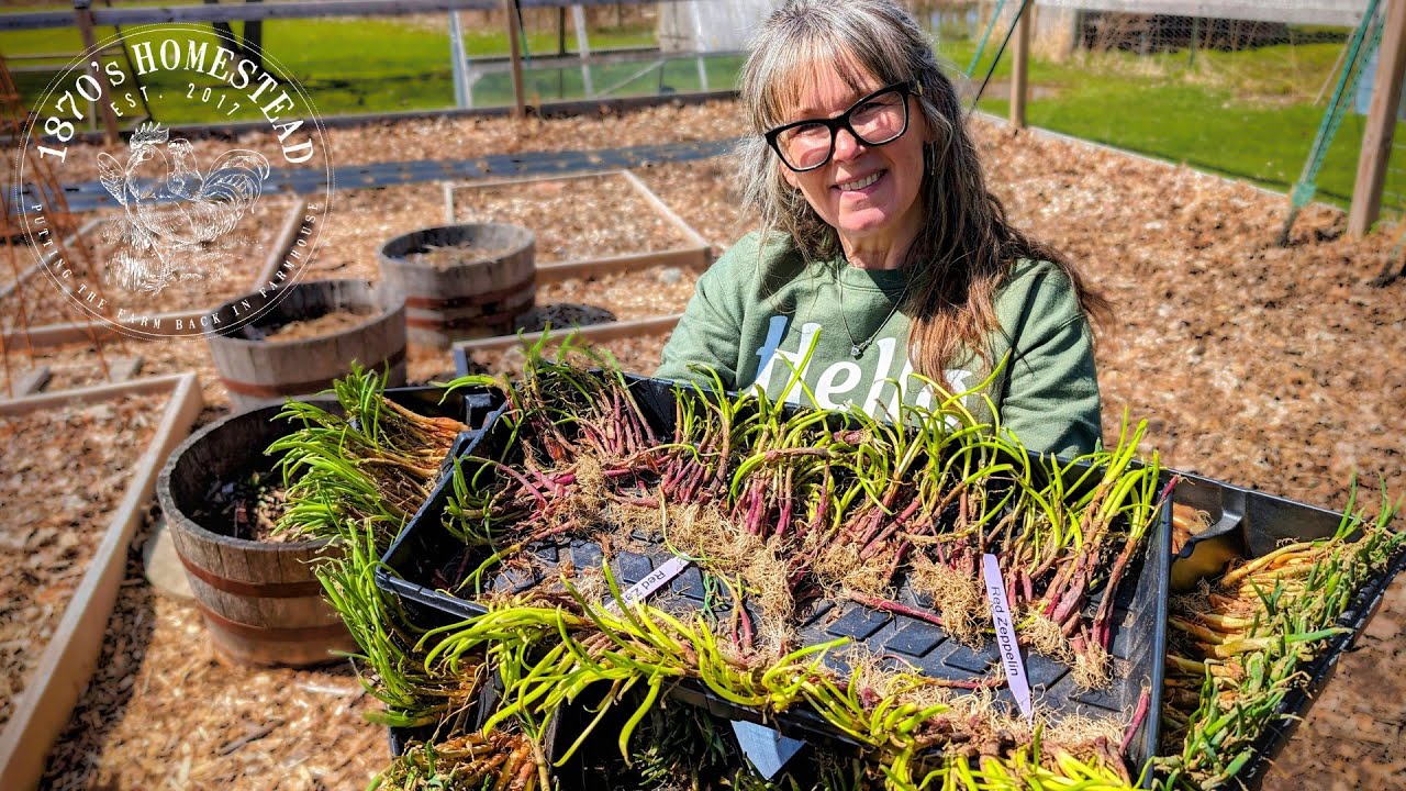 Planting 500 Onions | My Tips for a Successful Harvest