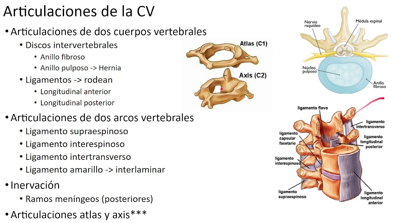 Neuroanatomía 4.1: Médula espinal y tractos ascendentes, descendentes e intersegmentarios