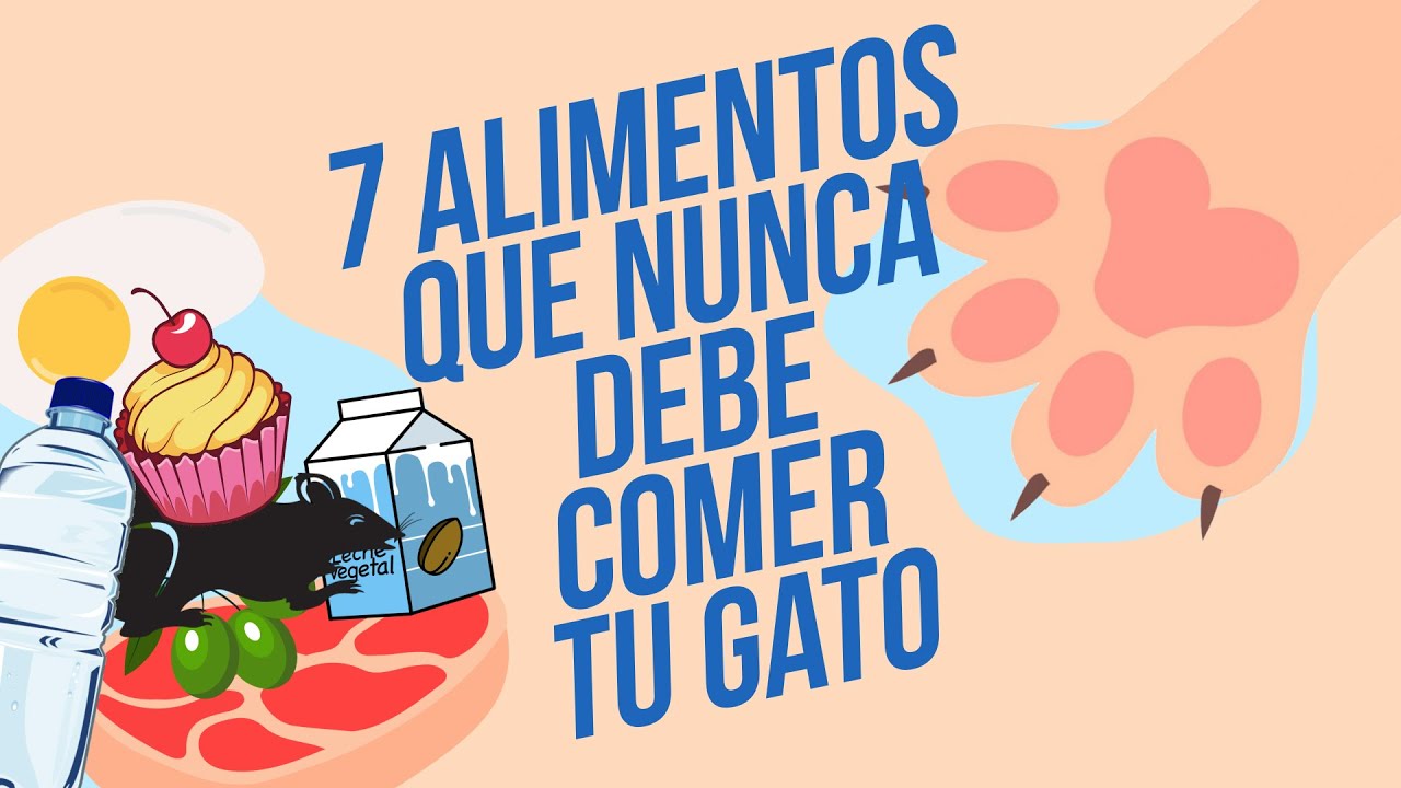 ¡No le des esto a tu gato! 🙀🚫 🍖| ¿Pero no se supone que eran carnívoros?