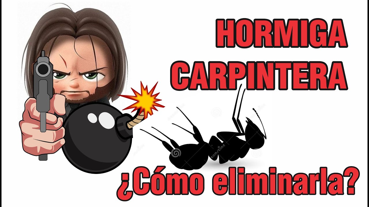 505 Hormiga Carpintera, Cómo Eliminarla