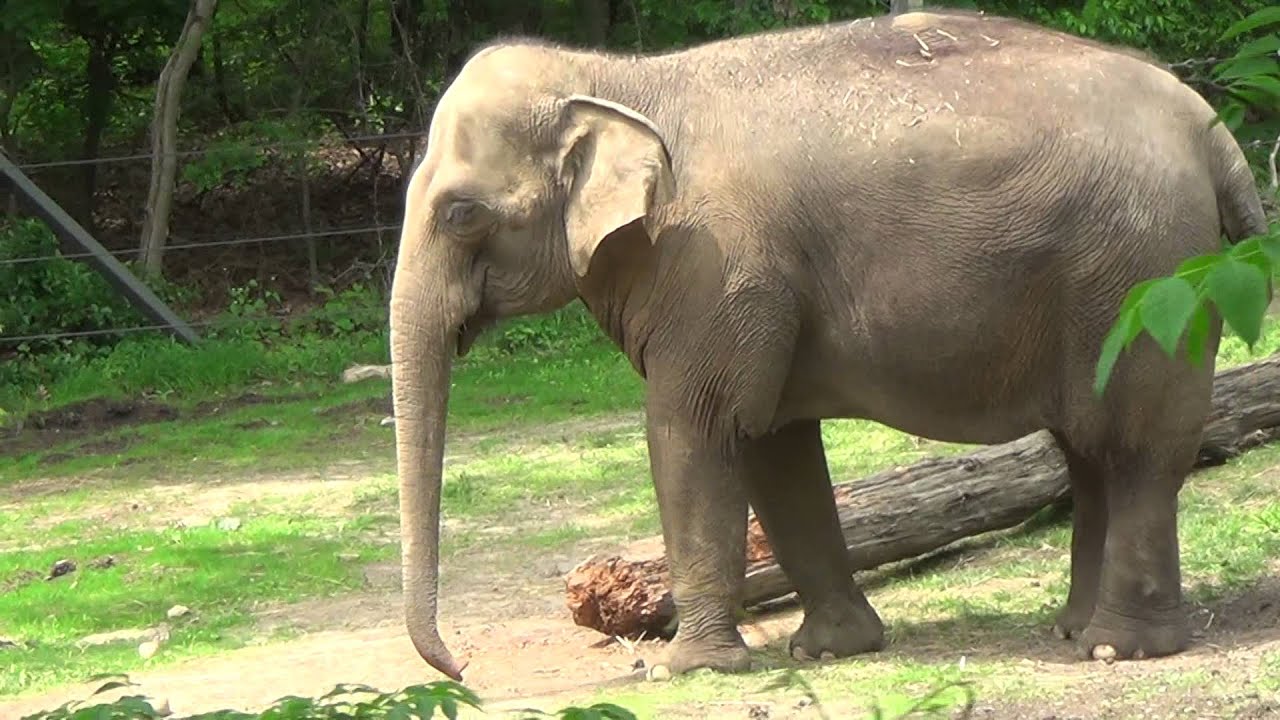 Check out the Elephants from the Bronx Zoo Monorail in New York