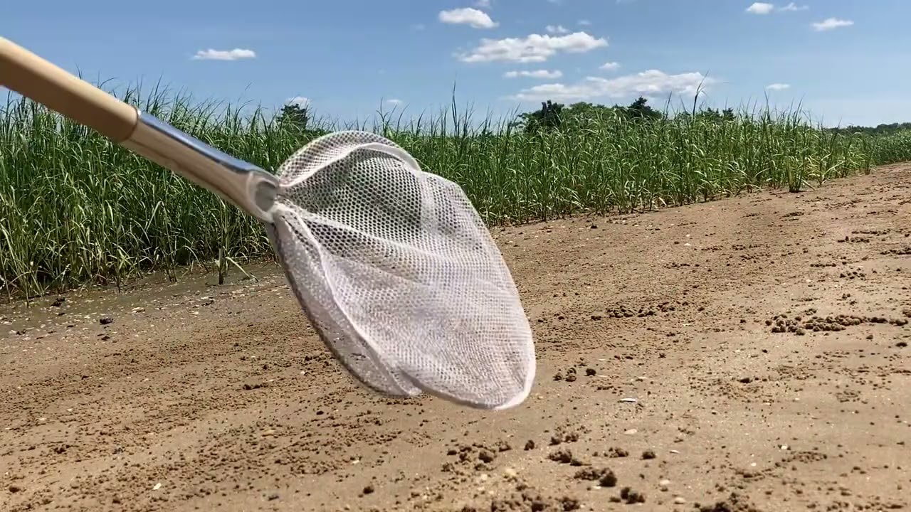 🦀How I catch fiddler crabs🦀👀