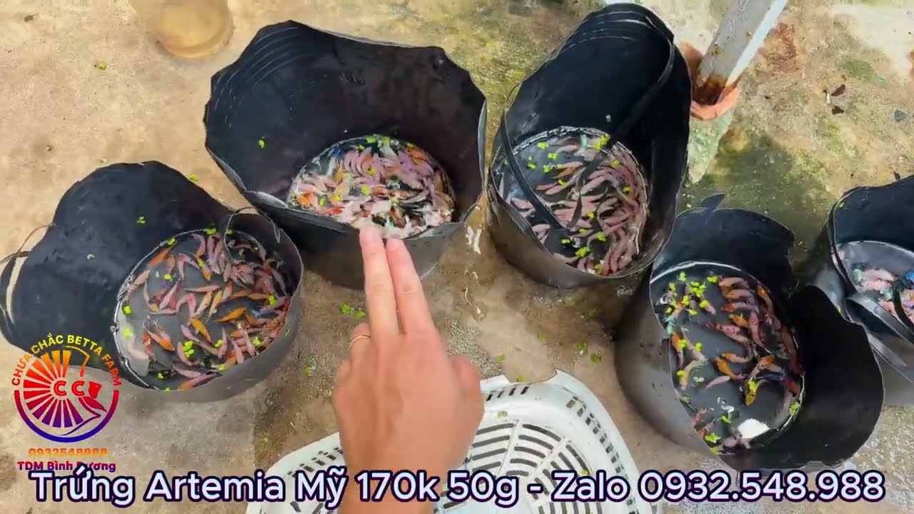 Form 3 bầy cá BETTA VIP giữa tháng 3/2026 ở Bình Dương✩