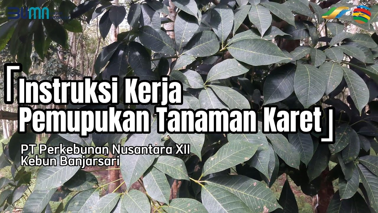Instruksi Kerja Pemupukan Tanaman Karet - PTPN XII Kebun Banjarsari