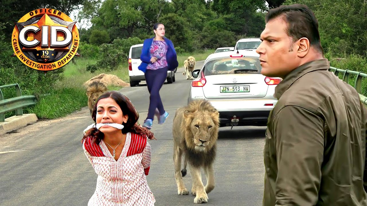 বন্য সিংহের মধ্যে আটকে পড়া শ্রেয়াকে বাঁচাতে পারবে দিবা || সিআইডি CID || bengali crime series 2024