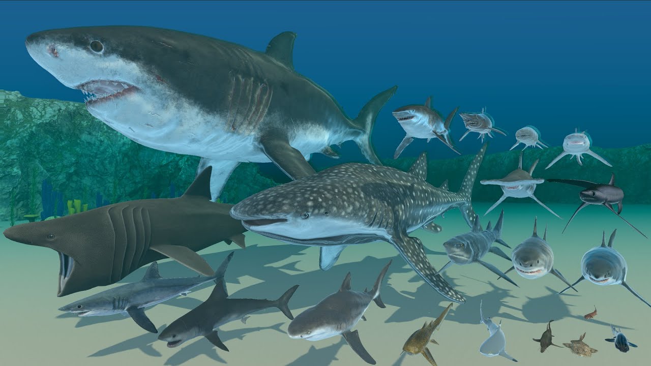 Real Shark Size Comparison - 3D Animation | Realistic Scale Comparison