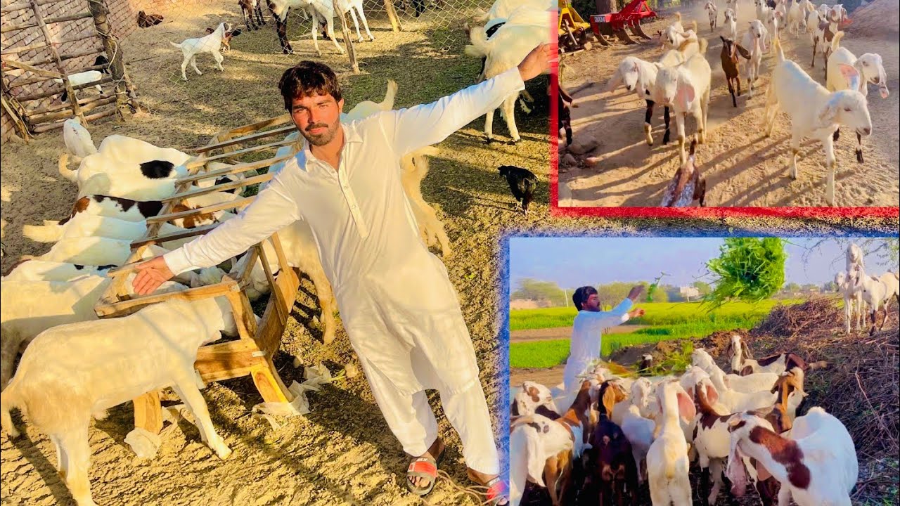 Desi Bakriyon ka Khubsurat Goat Farm