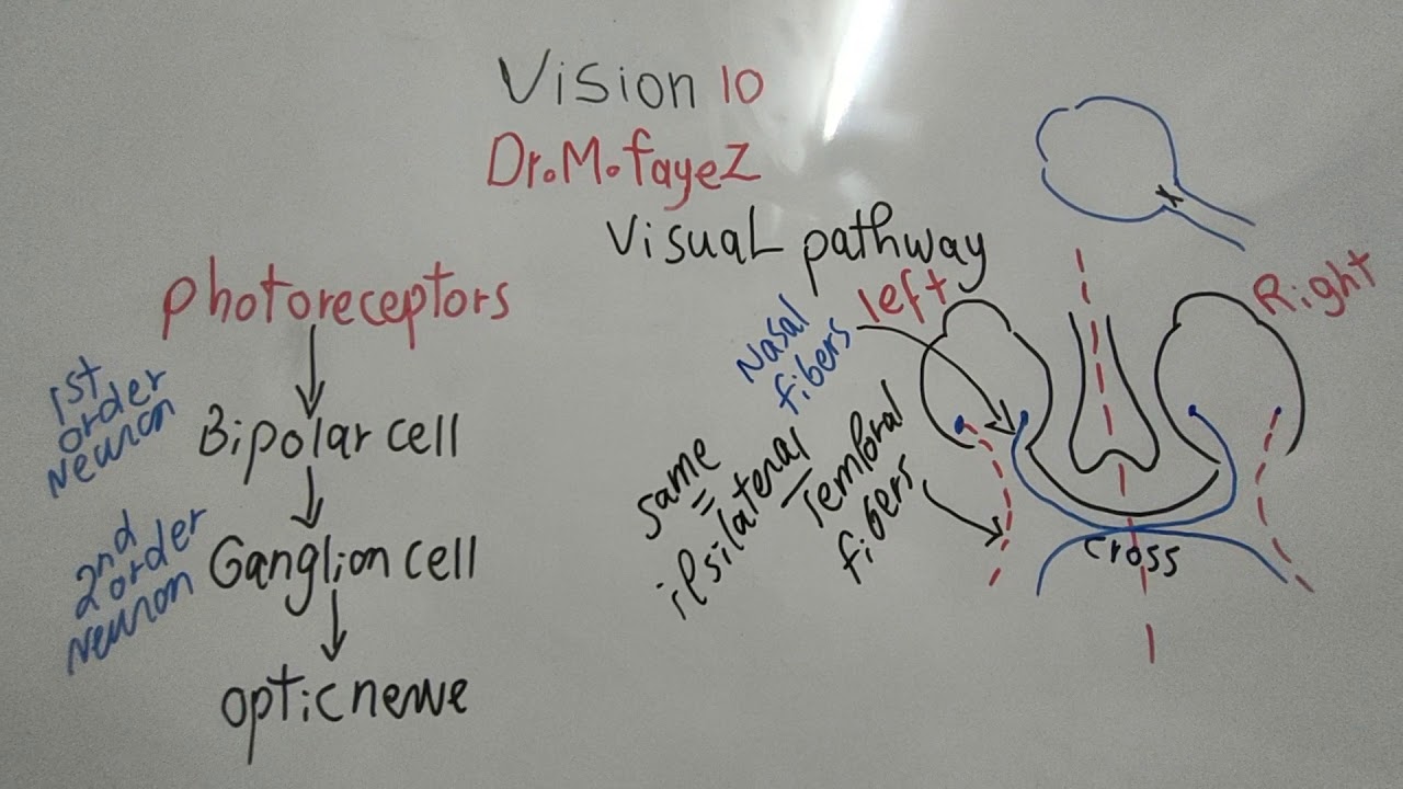 #Special_Sense_Dr_Mohamed_Fayez_Visual_Pathway