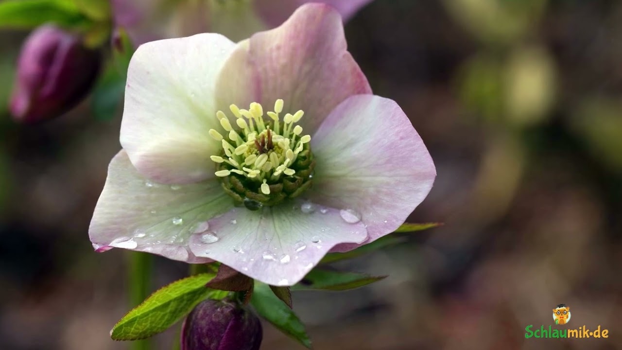 Wunder der Natur: Die Winterrose entdecken 🌸