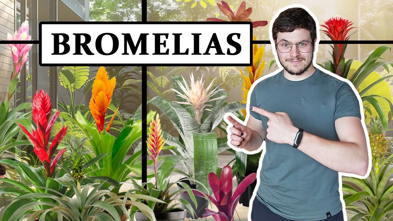 TOP 8 Bromelias