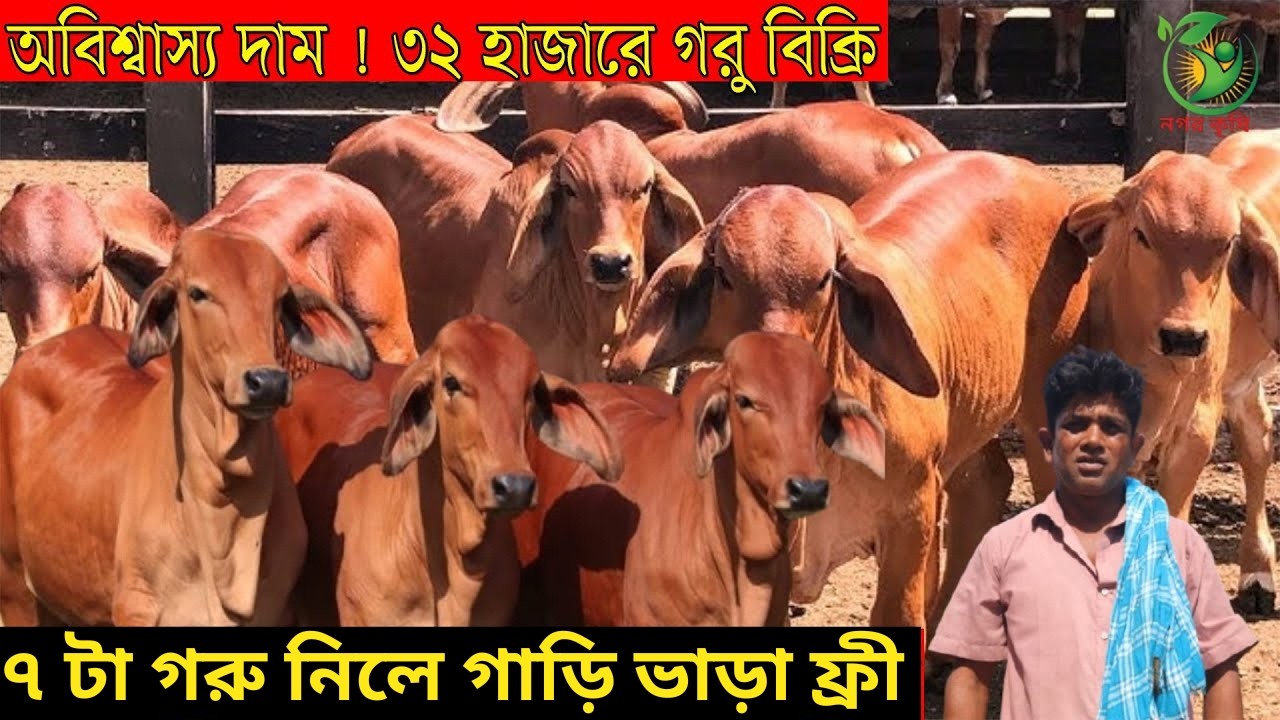 অবিশ্বাস্য দাম ৩২ হাজারে গরু বিক্রি ! ৭ টা গরু নিলে গাড়ি ভাড়া ফ্রী ! ছাগলের দামে গরু কিনুন
