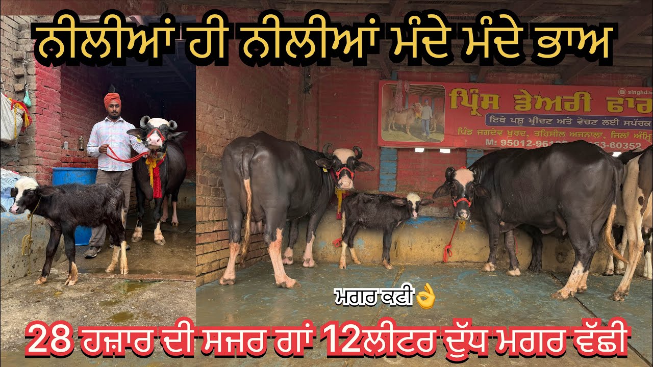Prince: 95012 96185/ 3 buffalo for sale/ 11-7-26/ vedio lye:70090-48628