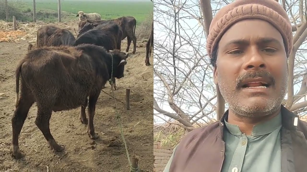 کٹا فارمی کی اسپیشل کھانے کی ٹائمنگ