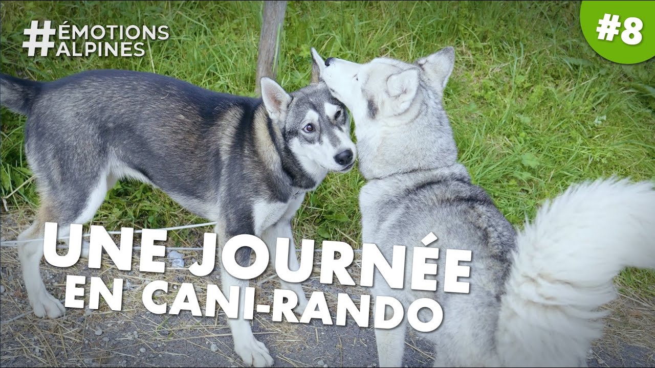 Une journée en randonnée avec des huskys face au Mont-Blanc
