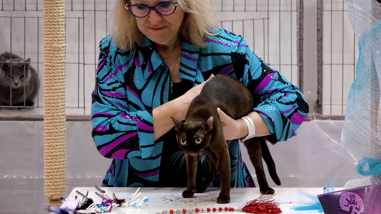 CFA International Show 2018 - Shorthair Championship judging: Set 1