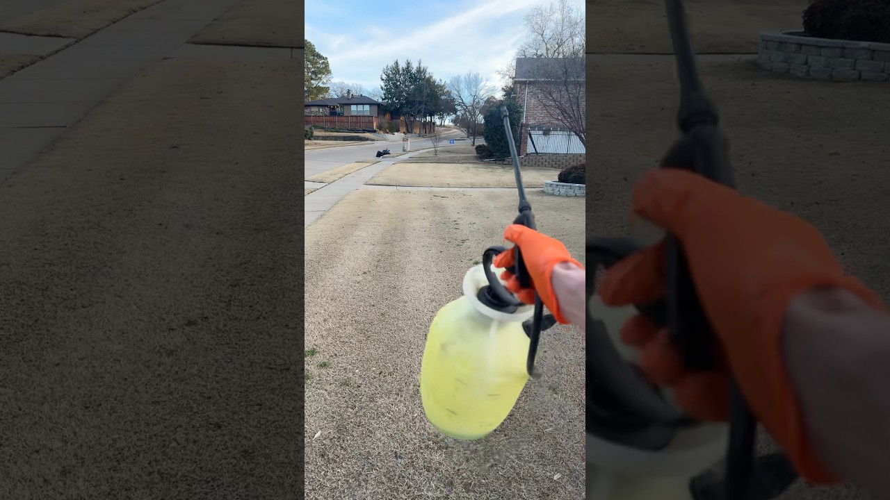 spot spraying weeds in DFW lawn - feb 7