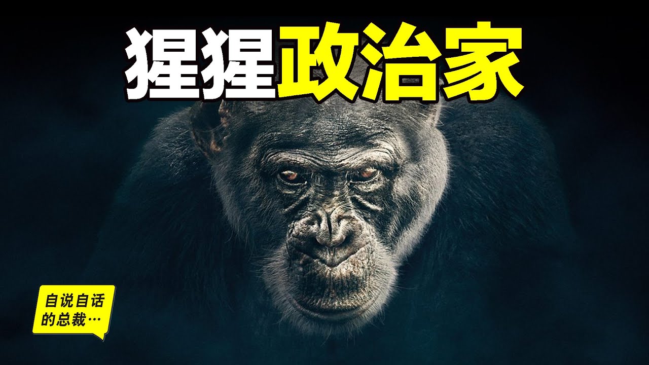 黑猩猩的政治：比人類更擅長政治的動物……|自說自話的總裁