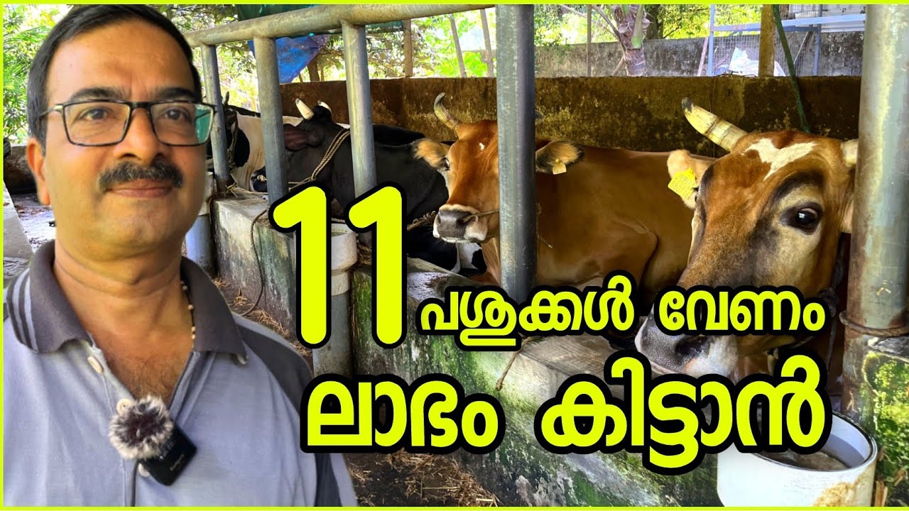 മുൻ പ്രവാസിയുടെ അനുഭവത്തിൽ 11 പശുക്കൾ വേണം ലാഭം കിട്ടാൻ ❤️ @Edapparambil Farms