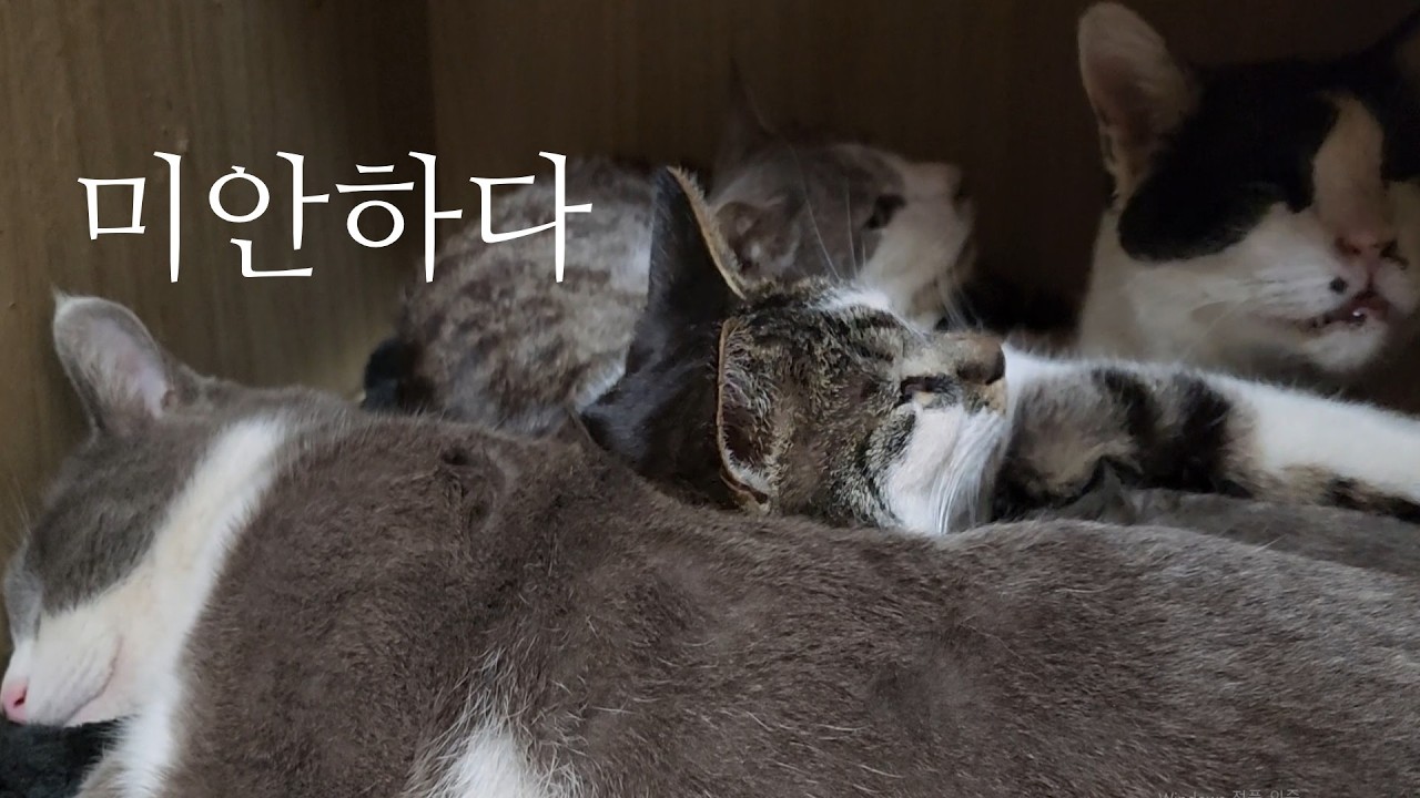 고양이에게 이불이 왜 필요하니?/삼시기는 3일째 가출중