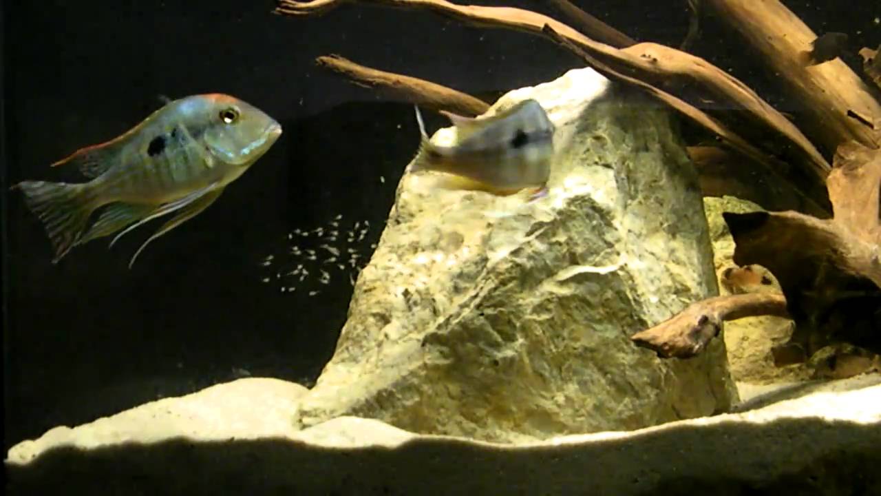 Geophagus sp tapajos red head with fry part 2