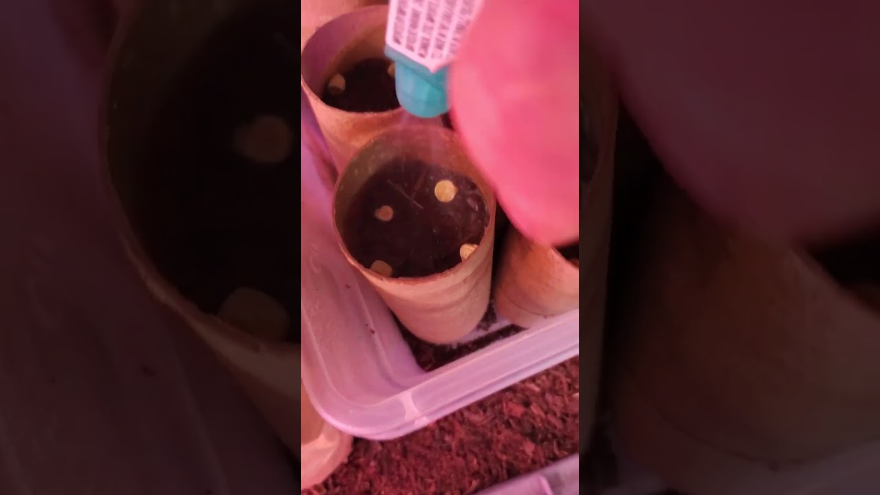 Starting  Pea plants inside using toilet rolls @ Urban regenerative gardening