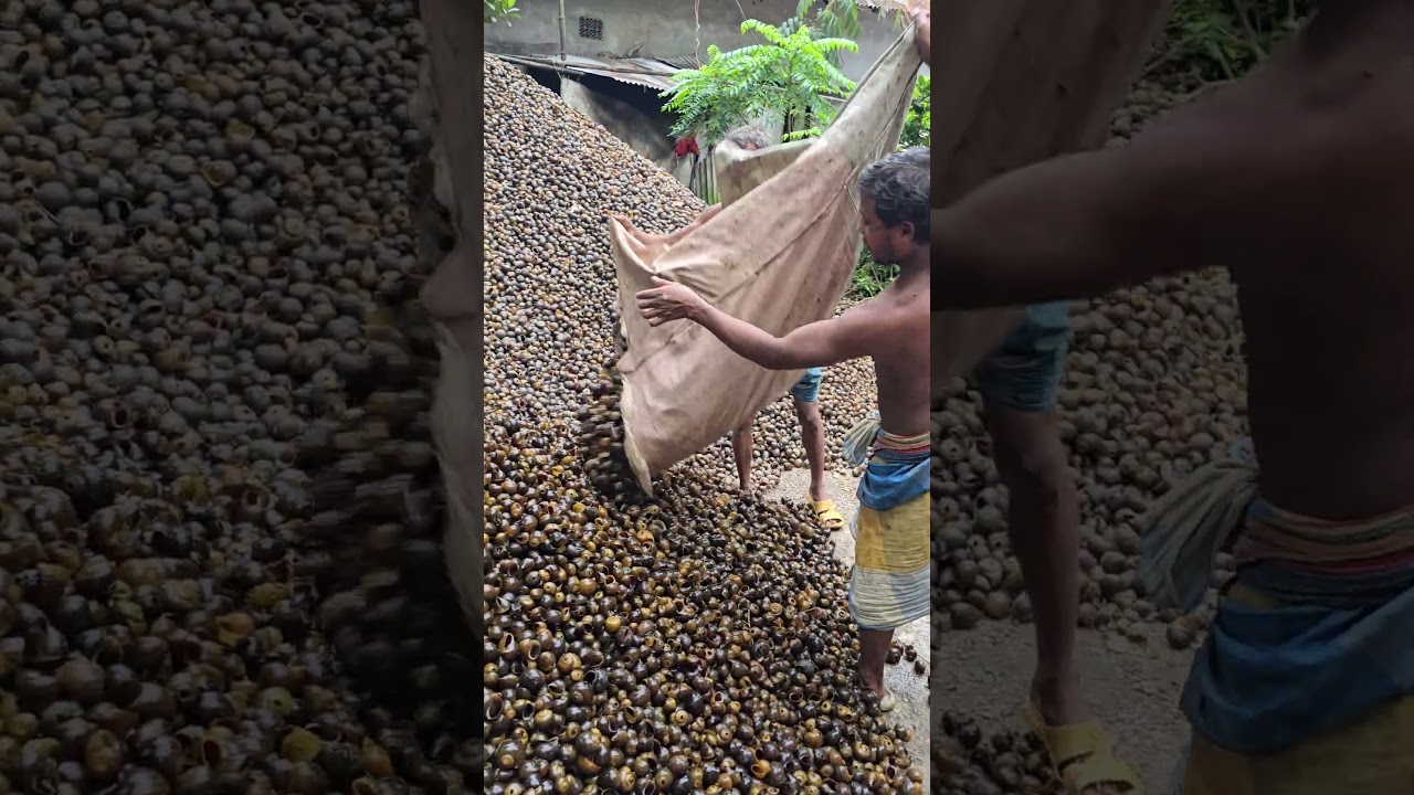 The process of making lime by burning snails in a fire