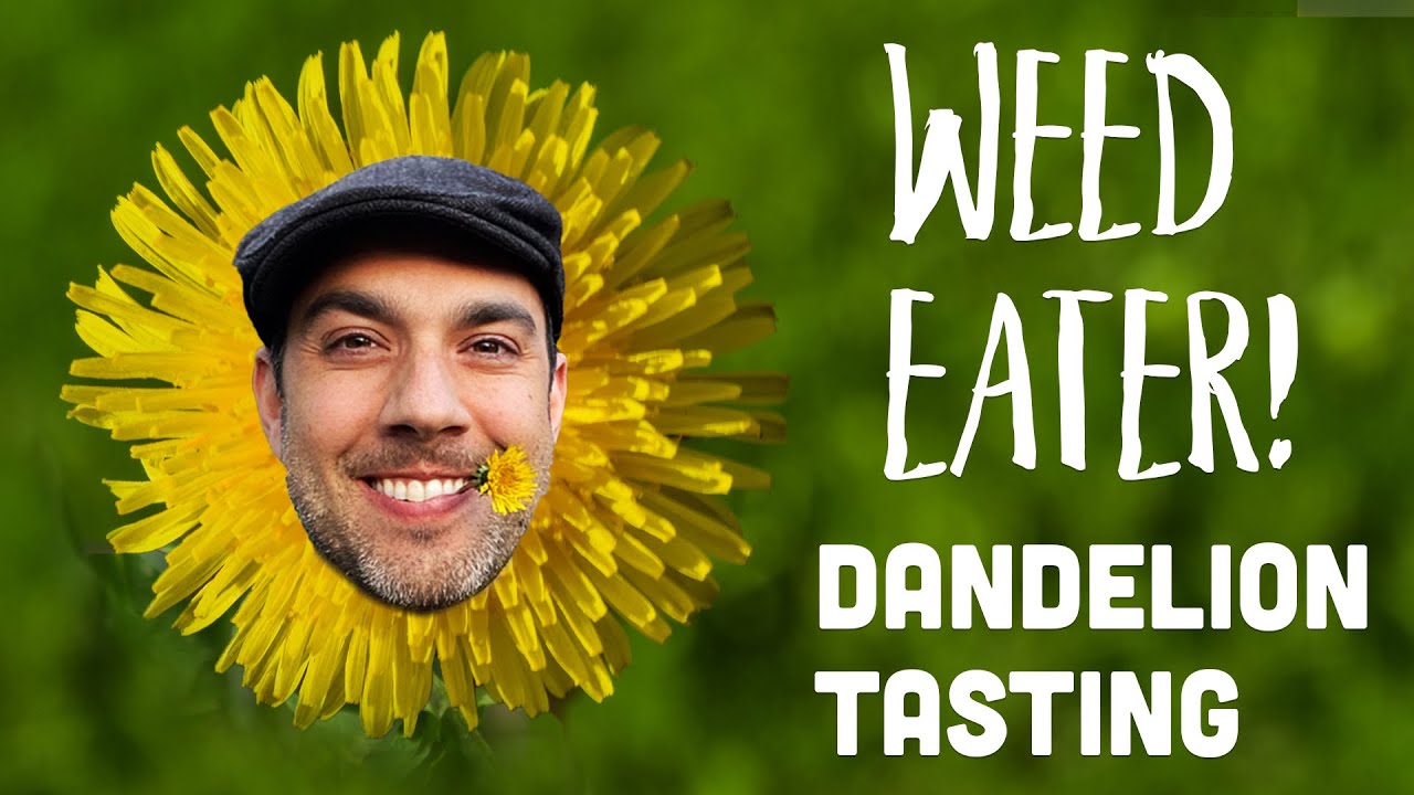 Weedeater! Fried Dandelion Leaves & Flower Salad 🇨🇦