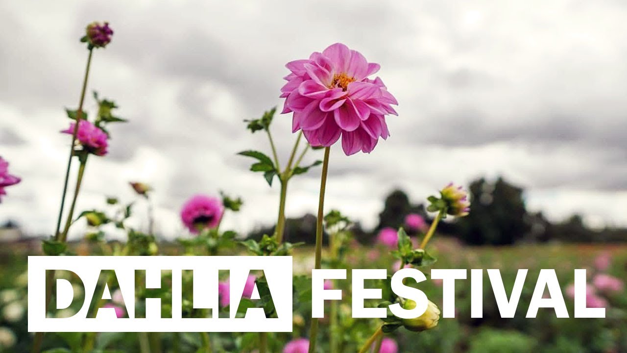Learning Time Management At The Dahlia Festival
