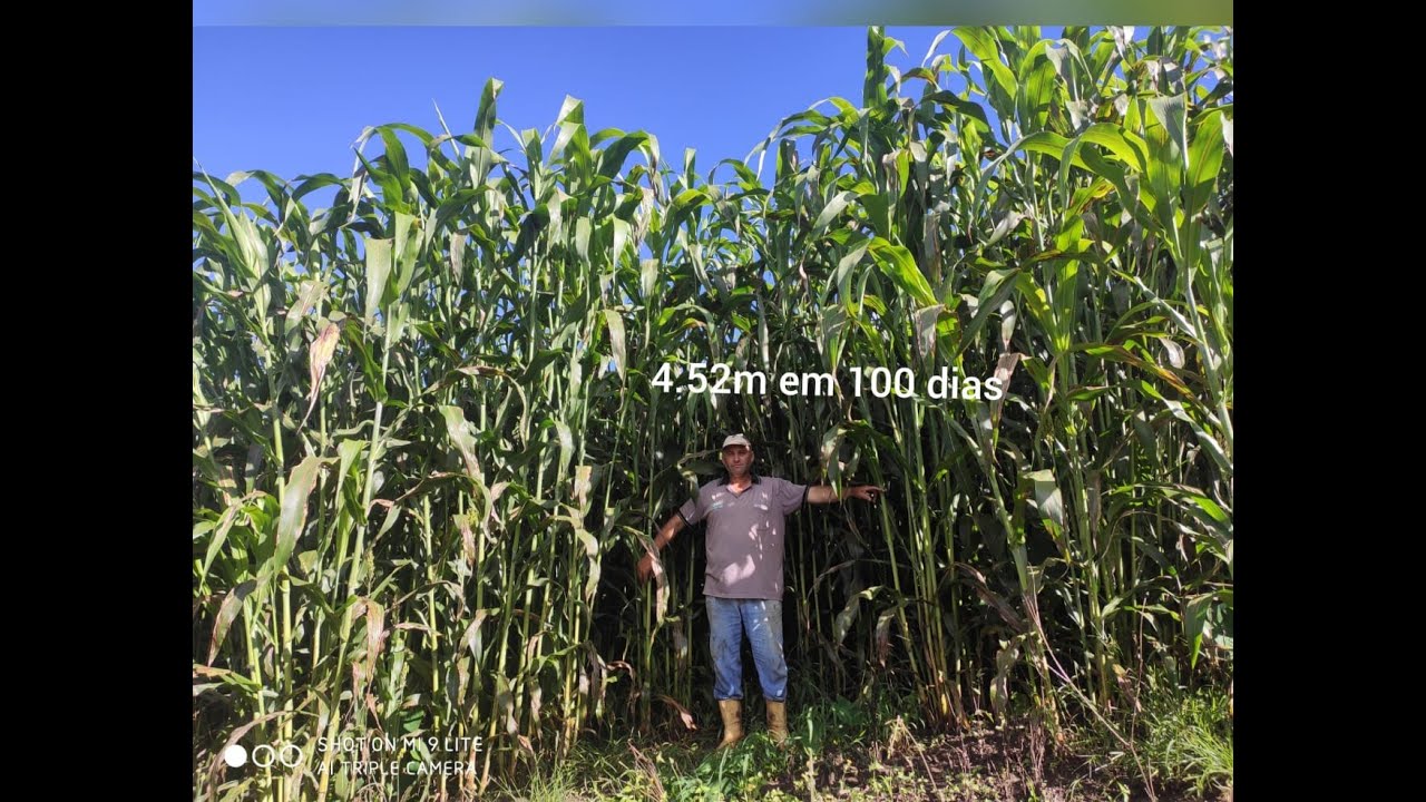 Faltando 30 dias para o corte da SAFRA 2023 do SORGO GIGANTE promete ser a melhor !!