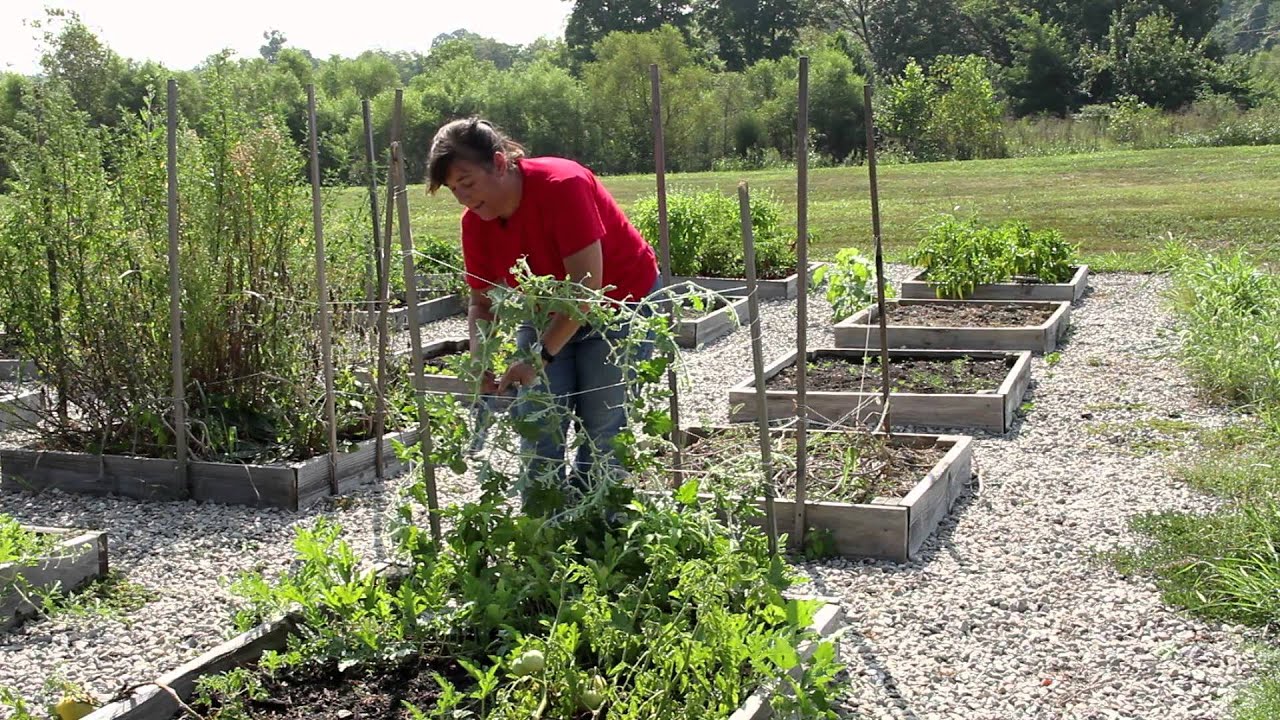 How to Grow Melons on a Trellis : Growing Melons